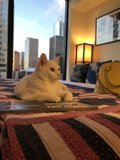 A Cat's Lazy Afternoon