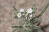 Tiny White and Yellow Blooms
