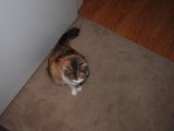 Serene Cat on Hardwood Floor