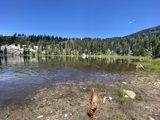 Canine at the Lake