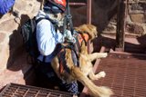 Rescuer in Helmet Walks Dogs along Flagstone Path