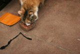 Floor Feeding Feline
