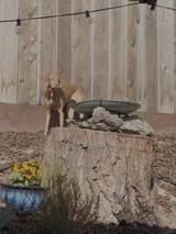 Golden Dog Posing on Tree Stump Garden