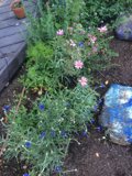 Tranquil Garden of Herbs and Flowers