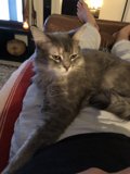 Cozy Living Room Companion