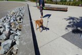 A Walk with Man's Best Friend
