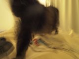 Feline on the Move