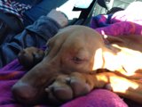 Hound on the Ride