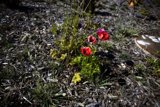 Vibrant Anemone Blooms in the Presidio