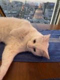 Urban Feline Relaxation