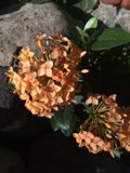 Orange Geranium Flower Bouquet in Altadena, California