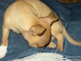 Snoozing on a Blue Blanket