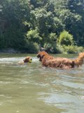 Summer Fun with Two Canine Swimmers