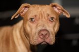 Big-Eyed Canine Companion