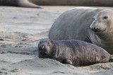 Elephant Seal Mother and Pup Resting on Beach