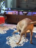 Playtime in the Living Room