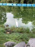 Graceful Swan at the Misty Lake
