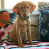 Comfy Canine on Colorful Couch