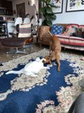Purrfect Playtime in the Living Room