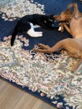 Cozy Companions