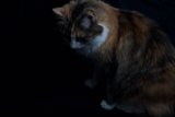 Pretty Kitties