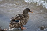 Serene Solitude: A Lake Merced Mallard Moment