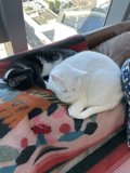 Feline Comfort on the Couch