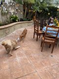 Playtime on the Patio