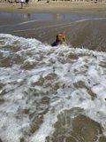 Beach Fun with Furry Friends