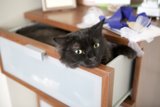 Drawer Dweller