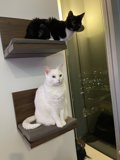 Feline Friends on a Wooden Shelf