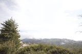 Snow covered mountain and evergreen tree