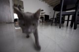 Feline Interior Design