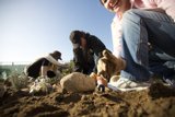 Guerrilla Gardeners Planting Rocks
