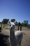 Curiosity at Calistoga