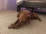 Playful Pup