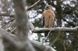 Red-shouldered Hawk Perched on Winter Branch