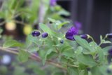 Geranium Flowers in California