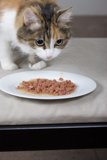Feline Feast