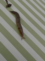 Slug Crawling on Green Striped Surface