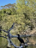 Cormorant perched on tree branch