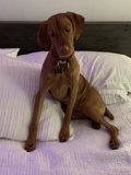 Comfy Canine