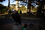 A Boy and the Condor: Unlikely Friendship