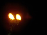 Illuminating the Night Sky