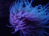 Majestic Purple Sea Anemone