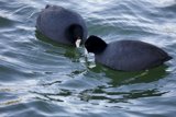 Aquatic Symphony: The Ballet of Black and White Birds