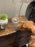 Curious Dog Sniffs a Vase on Table