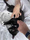 Time with my Feline Friend