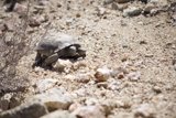 Desert Dweller