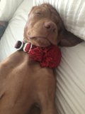 Floral Pup